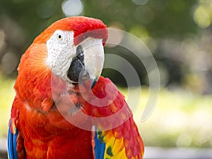 Scarlet macaw