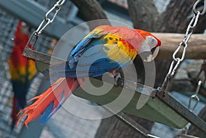 The scarlet macaw