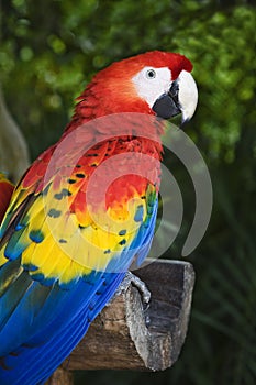 Scarlet Macaw