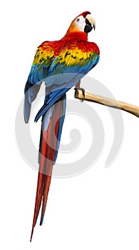 Scarlet Macaw (4 years old) perched on a branch