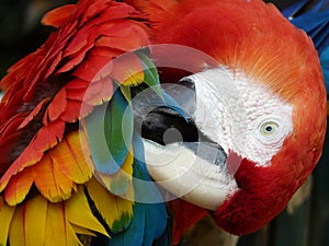 Scarlet Macaw