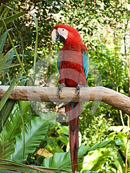 Scarlet Macaw