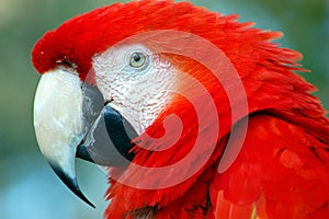 Scarlet Macaw