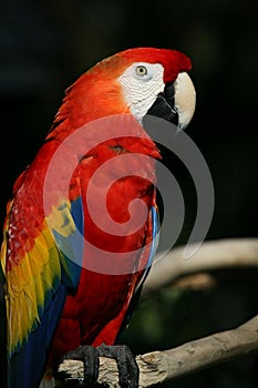 Scarlet Macaw