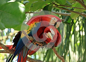 Scarlet Macaw