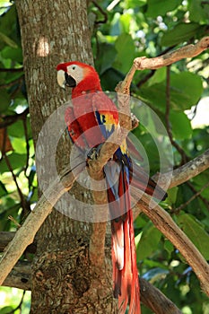 Scarlet Macaw