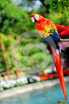 Scarlet macaw