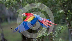 Scarlet Macaw