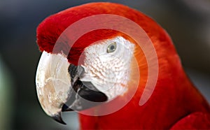 The scarlet macaw, also known as the red parrot of the Mexican Mayan Riviera, lives in the wild in the tropical jungle.