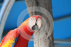 Scarlet macaw at Animal Kingdom