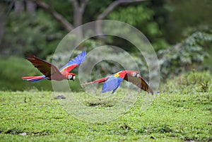 Scarlet Macaw - Ara macao