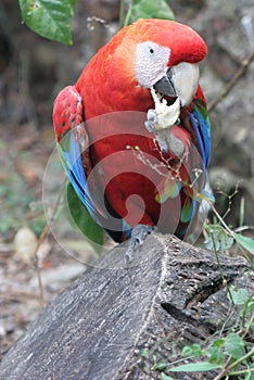 Scarlet macaw (ara macao)