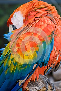 Scarlet Macaw (Ara macao)