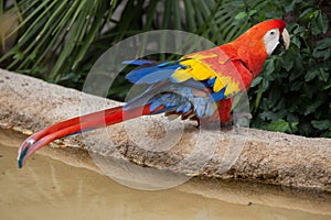 Scarlet macaw Ara macao.