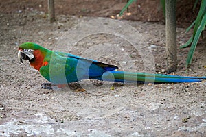Scarlet macaw Ara macao, Brazil