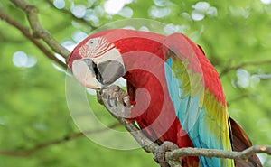 Scarlet macaw, Ara macao close-up in tropical forrest