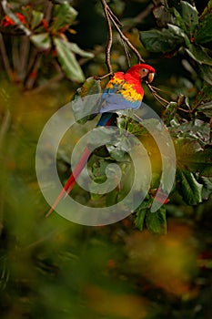 Scarlet Macaw, Ara macao, in dark green tropical forest, Costa Rica, Wildlife scene from tropic nature. Red bird in the forest. Pa