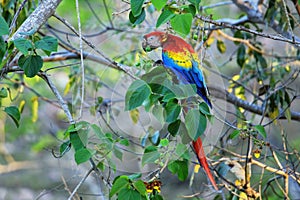 Scarlet macaw Ara macao eating fruit in a tree