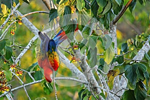 Scarlet macaw Ara macao eating fruit in a tree