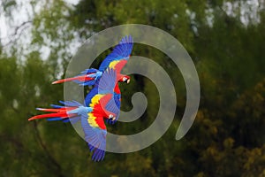 The scarlet macaw Ara macao flying through forest with green background.