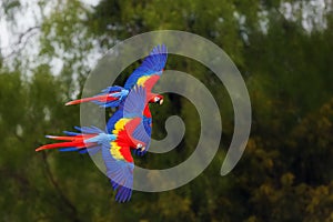 The scarlet macaw Ara macao flying through forest with green background. photo