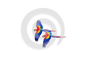 Scarlet macaw Ara macao flying  with white background. Macaw pair flying isolated