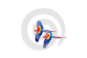 Scarlet macaw Ara macao flying  with white background. Macaw pair flying isolated photo