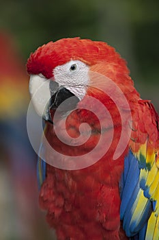 Scarlet Macaw Ara macao