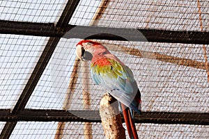 Scarlet Macaw