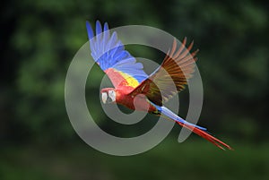 Scarlet Macaw - Ara macao photo