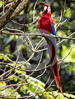 Scarlet Macaw, Ara macao, is a large brightly colored parrot, Costa Rica