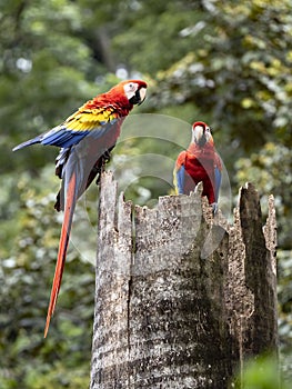 Scarlet Macaw, Ara macao, is a large brightly colored parrot, Costa Rica