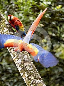 Scarlet Macaw, Ara macao, is a large brightly colored parrot, Costa Rica