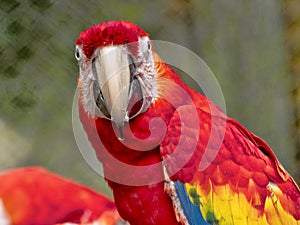 Scarlet Macaw, Ara macao, is a large colorfully colored parrot, Guatemala