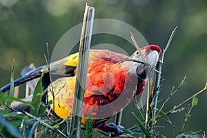 The scarlet macaw (Ara macao), large red tropical parrot