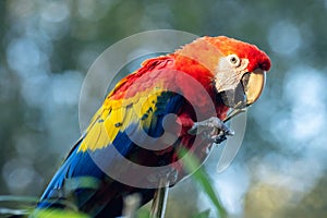 The scarlet macaw (Ara macao), large red tropical parrot