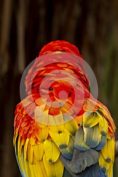 The scarlet macaw Ara macao is a large red, yellow, and blue Central and South American parrot