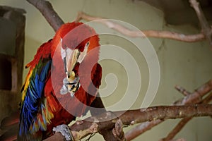 Scarlet macaw Ara macao, national bird of Hinduras, in Copan Ruinas, Hondur.
