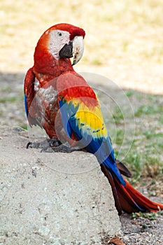 Scarlet macaw Ara macao , national bird of Hinduras, sits at ruin in the archaeological park Copan, Hondur