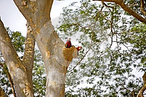 Scarlet Macaw, ara macao, Pair standing at Nest, Los Lianos in Venezuela