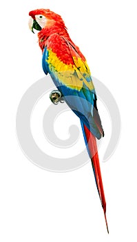 Scarlet macaw Ara macao parrot bird isolated on white background. Large parrot