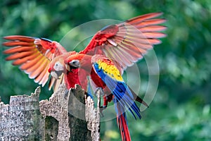 Scarlet macaw, Ara macao, Quepos Costa Rica