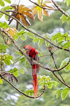 Scarlet macaw, Ara macao, Quepos Costa Rica