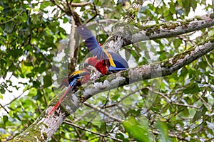 Scarlet macaw, Ara macao, Quepos Costa Rica