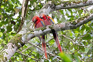 Scarlet macaw, Ara macao, Quepos Costa Rica