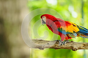 scarlet macaw (Ara macao), red parrot on wood tree branch