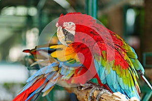 scarlet macaw (Ara macao), red parrot on wood tree branch