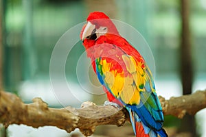 scarlet macaw (Ara macao), red parrot on wood tree branch