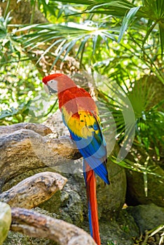 Scarlet macaw Ara macao , red, yellow, and blue parrot sitting on the brach in tropical forest, Playa del Carmen, Riviera Maya, Yu