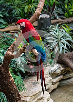 Scarlet macaw (Ara macao) sitting on a tree